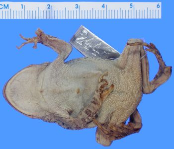 Media type: image; Herpetology A-2448